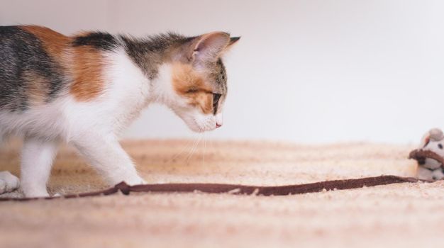 Cute tiny kitten curiously staring at a toy.