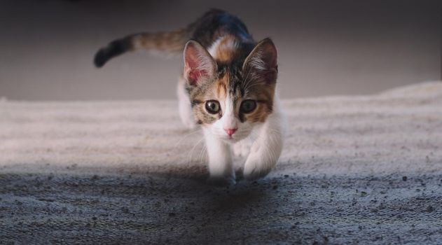 Small kitten playing hunt, walking towards the camera.
