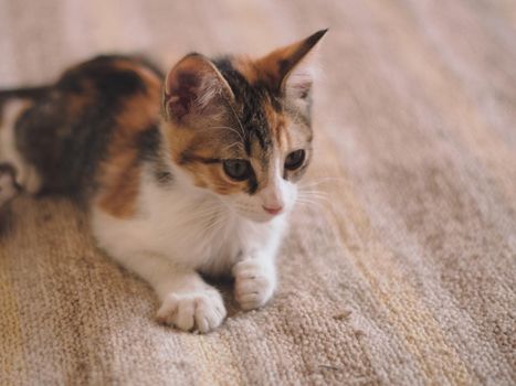 Adorable tiny kitten lying on a bed.