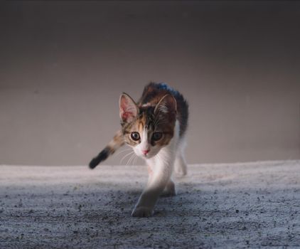 Small kitten playing hunt, walking towards the camera.