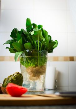 Green, lush spinach plant in a jar of water over the kitchen countertop.