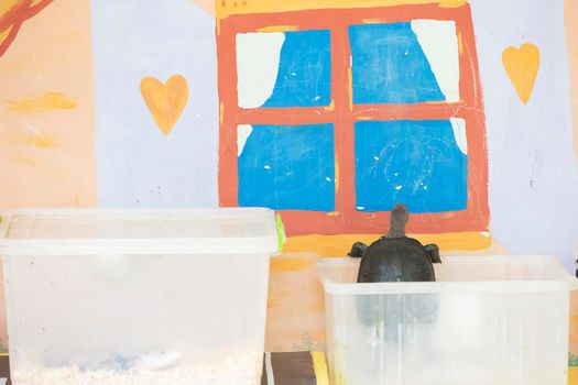 Belarus, the city of Gomel, August 15, 2017. City Terrarium. Turtle in a container on the background of a child's drawing.