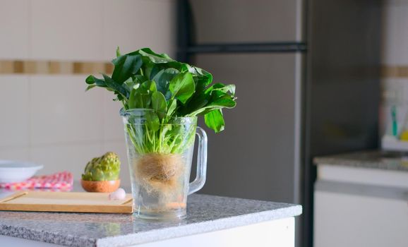 Green, lush spinach plant in a jar full of water.