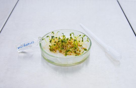 A cup of petri dish with watercress and on it lies a bottle with antibiotics. Protecting plants from disease using antibiotics.