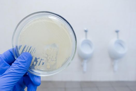 Bacteria in the bathroom. Analysis of cleanliness after cleaning. Sanitary research. Petri dish on the background of the wall with the urinal.