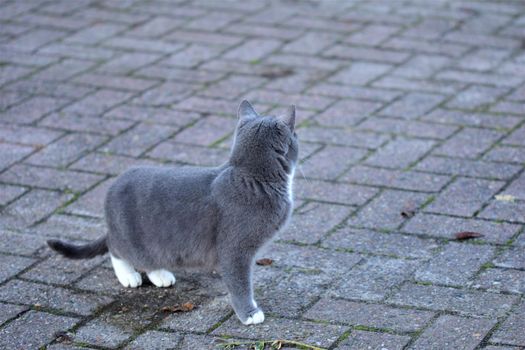 Side view of one grey cat against a grey background