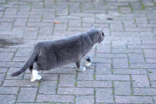 Side view of one grey cat against a grey background