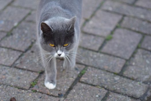 Front view of one grey cat against a grey background