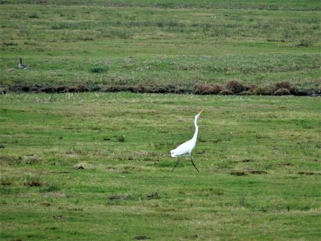 A great egret in the nature reserve on a meadow