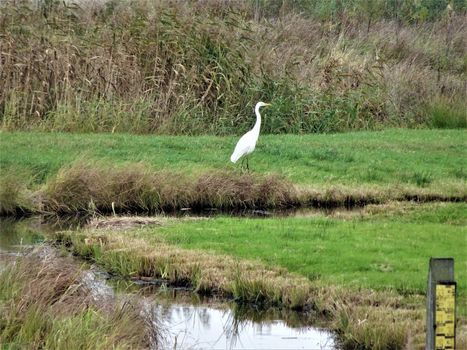 A great egret in the nature reserve