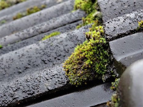 Close up of growing moss on the roof