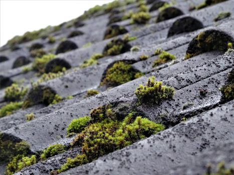 Close up of growing moss on the roof