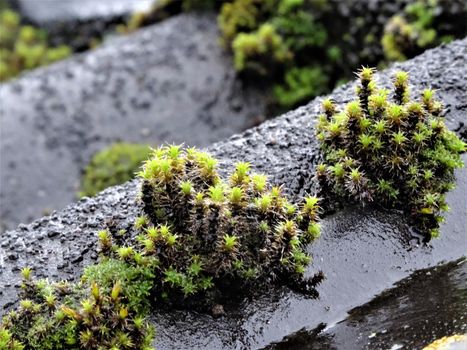 Close up of growing moss on the roof