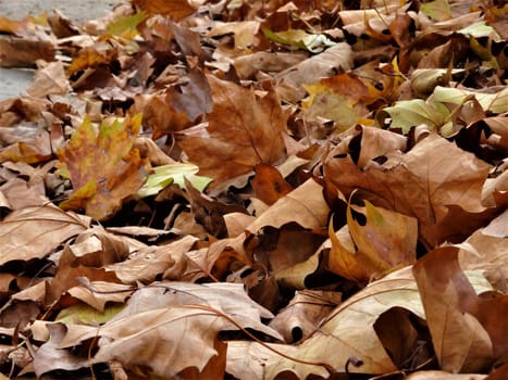 autumn leaves in yellow and brown on the floor