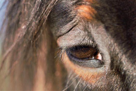 Close-up of a brown horses eye