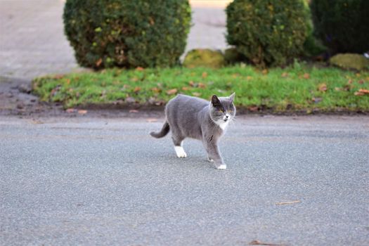 Grey colored cat walking across an aspalt road with grass and bushes in the background