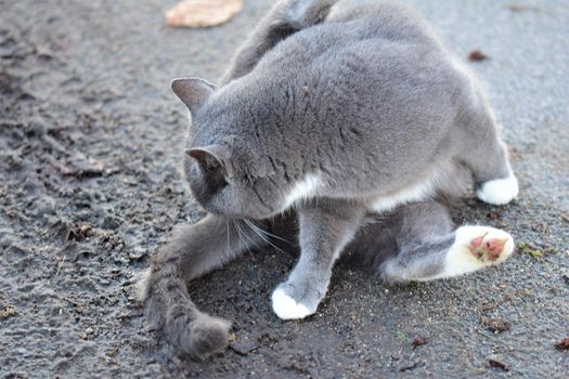 Grey colored cat is sitting on an grey asphalt road and cleans her back