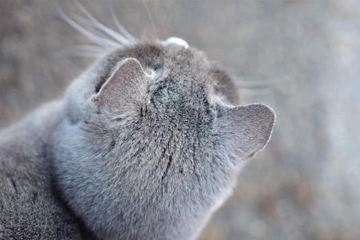 Top view of the head of a grey head against a grey blurred background