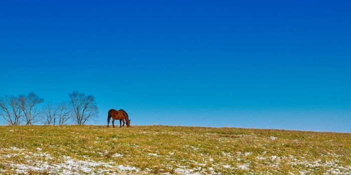 Single horse grazing in a field in winter with blue skies.