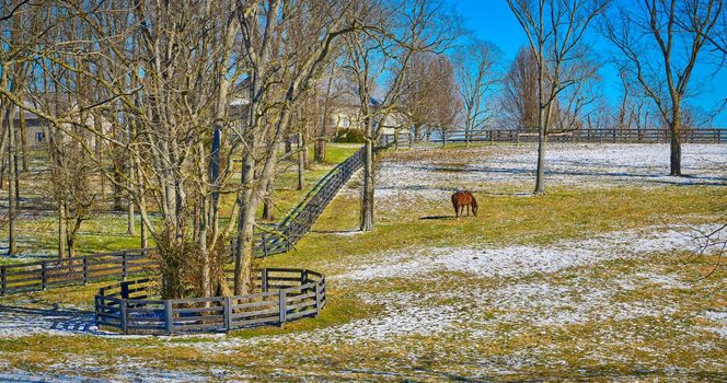 Thoroughbred horse gazing in a winter field with snow.