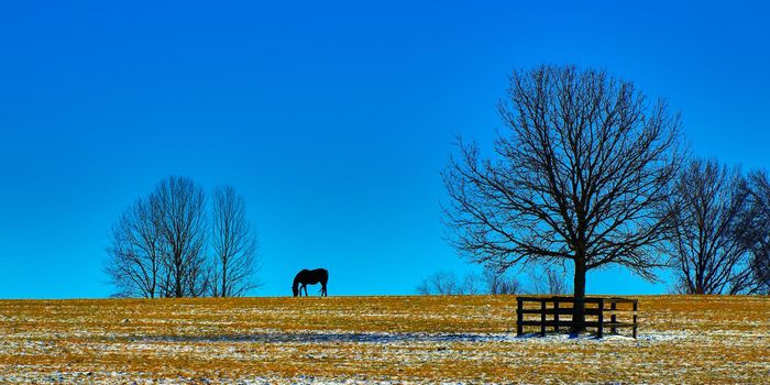 Silhouette of a Thoroughbred horse gazing agianst a blue sky in a snowy field.