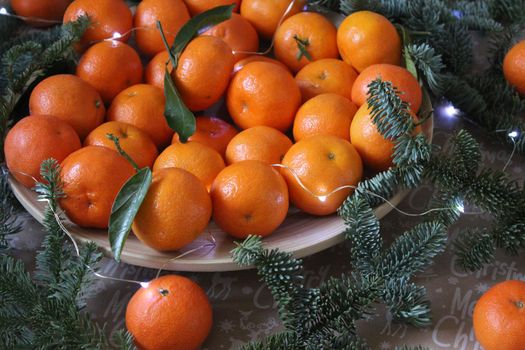 Close-up of many small tangerines on a plate decorated with coniferous green branches .Texture or background