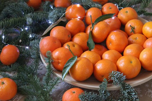 Many small tangerines on the plate are decorated with coniferous green branches and a Christmas garland. Texture or background