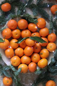 Small tangerines are decorated with fir branches and a Christmas garland close up