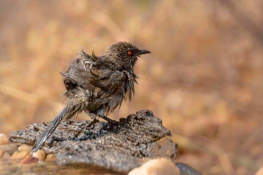 Arrow marked Babbler shaking feather after bath in Kruger National park, South Africa ; Specie Turdoides jardineii family of Leiothrichidae