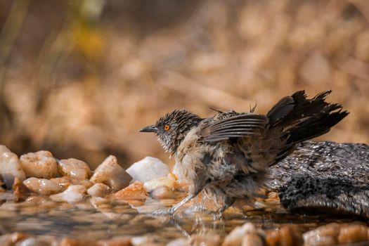 Arrow marked Babbler bathing in waterhole in Kruger National park, South Africa ; Specie Turdoides jardineii family of Leiothrichidae