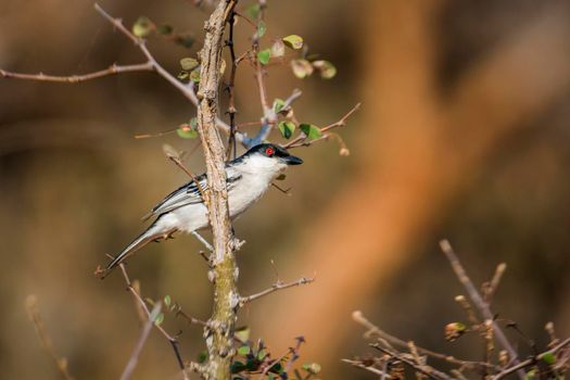 Black backed Puffback standing on a branch in morning light in Kruger National park, South Africa ; Specie Dryoscopus cubla family of Malaconotidae