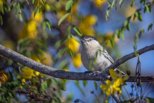 Black backed Puffback in yellow flowering tree in Kruger National park, South Africa ; Specie Dryoscopus cubla family of Malaconotidae