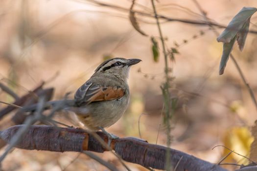 Black-crowned Tchagra in the bush rear view in Kruger National park, South Africa ; Specie Tchagra senegalus family of Malaconotidae