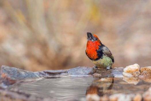 Black collared Barbet standing at waterhole in Kruger National park, South Africa ; Specie Lybius torquatus family of Ramphastidae