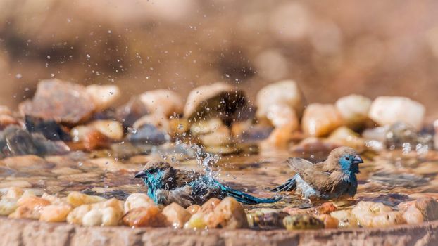 Two Blue-breasted Cordonbleu bathing in waterhole in Kruger National park, South Africa ; Specie Uraeginthus angolensis family of Estrildidae