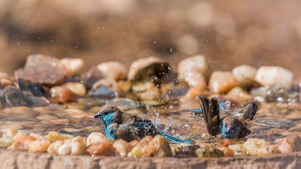 Two Blue-breasted Cordonbleu bathing in waterhole in Kruger National park, South Africa ; Specie Uraeginthus angolensis family of Estrildidae