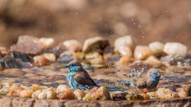 Two Blue-breasted Cordonbleu bathing in waterhole in Kruger National park, South Africa ; Specie Uraeginthus angolensis family of Estrildidae