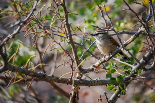 Brown-crowned Tchagra in the bush in Kruger National park, South Africa ; Specie Tchagra australis family of Malaconotidae