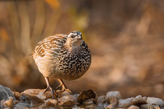 Crested Francolin standing at waterhole front view in Kruger National park, South Africa ; Specie Dendroperdix sephaena family of Phasianidae
