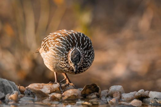Crested Francolin standing at waterhole front view in Kruger National park, South Africa ; Specie Dendroperdix sephaena family of Phasianidae