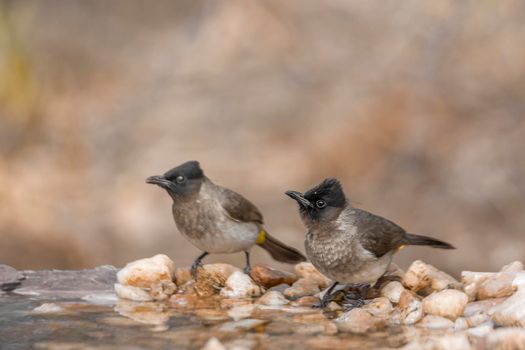Dark capped Bulbul couple standing at waterhole in Kruger National park, South Africa ; Specie Pycnonotus tricolor family of Pycnonotidae