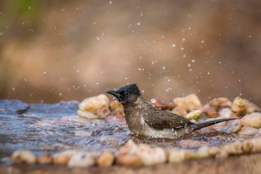 Dark capped Bulbul bathing in waterhole in Kruger National park, South Africa ; Specie Pycnonotus tricolor family of Pycnonotidae