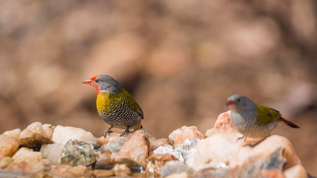 Green winged Pytilia couple standing at waterhole in Kruger National park, South Africa ; Specie Pytilia melba family of Estrildidae