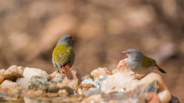 Green winged Pytilia couple standing at waterhole in Kruger National park, South Africa ; Specie Pytilia melba family of Estrildidae
