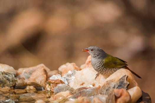 Green winged Pytilia female standing at waterhole in Kruger National park, South Africa ; Specie Pytilia melba family of Estrildidae