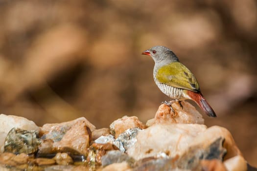 Green winged Pytilia female standing at waterhole in Kruger National park, South Africa ; Specie Pytilia melba family of Estrildidae