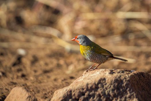 Green winged Pytilia standing on termite mound in Kruger National park, South Africa ; Specie Pytilia melba family of Estrildidae