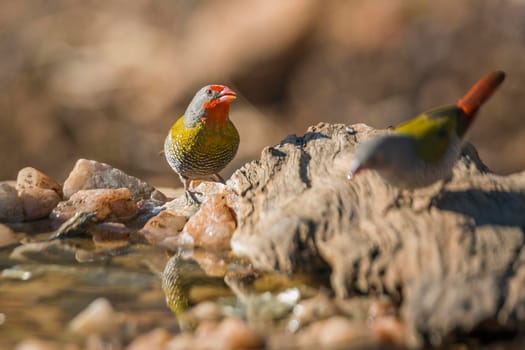 Two Green winged Pytilia standing at waterhole in Kruger National park, South Africa ; Specie Pytilia melba family of Estrildidae