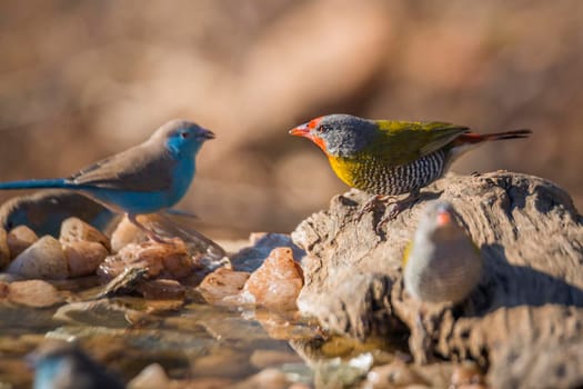 Two Green winged Pytilia standing at waterhole in Kruger National park, South Africa ; Specie Pytilia melba family of Estrildidae
