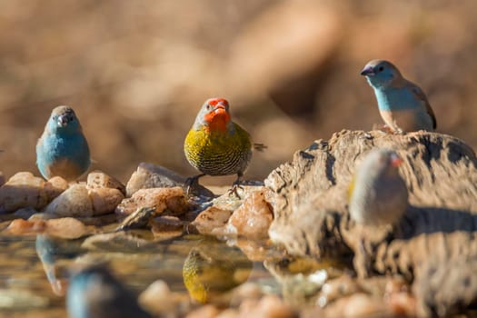 Green winged Pytilia and Blue breasted Cordonbleu standing at waterhole in Kruger National park, South Africa ; Specie Pytilia melba and Uraeginthus angolensis family of Estrildidae